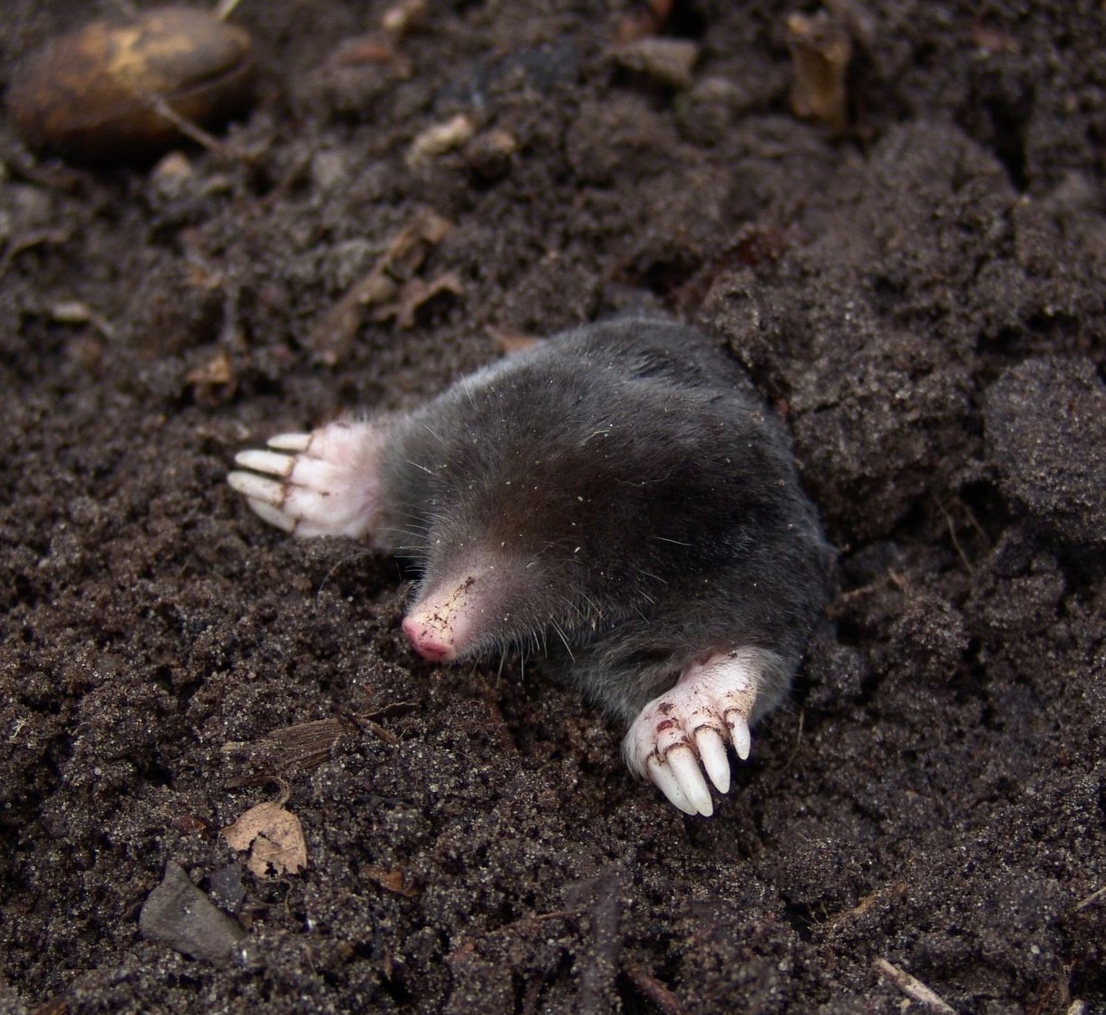 Mole peering out of the ground