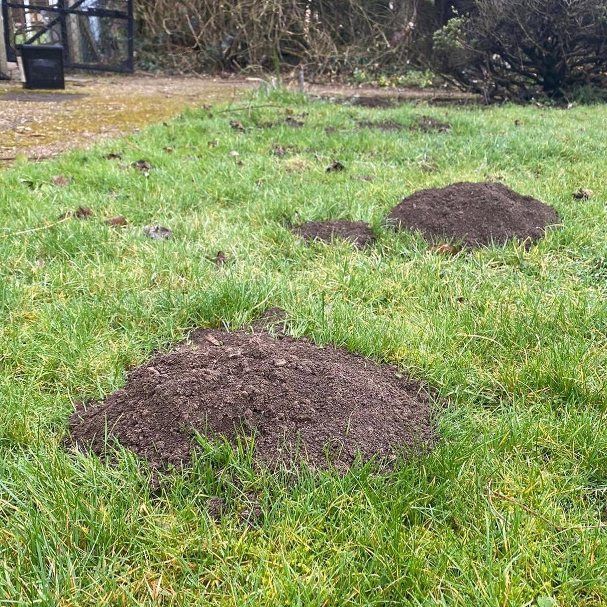 Mole hills on a lawn
