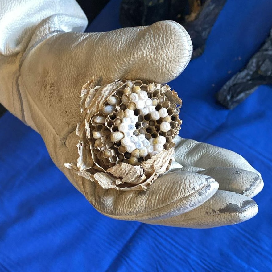 A small wasp nest in a gloved hand