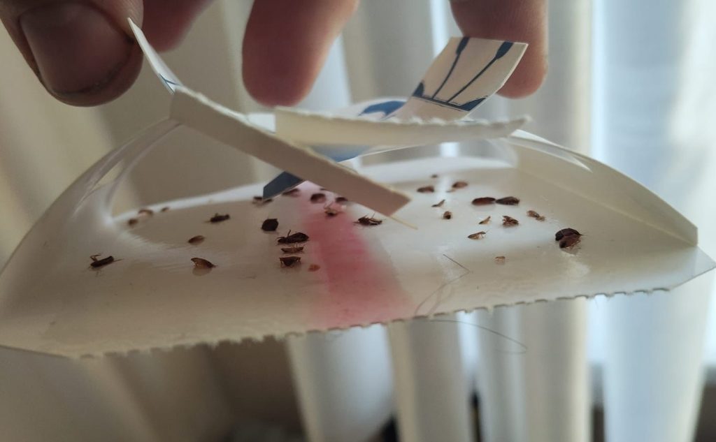 A piece of plastic with dead bed bugs on it
