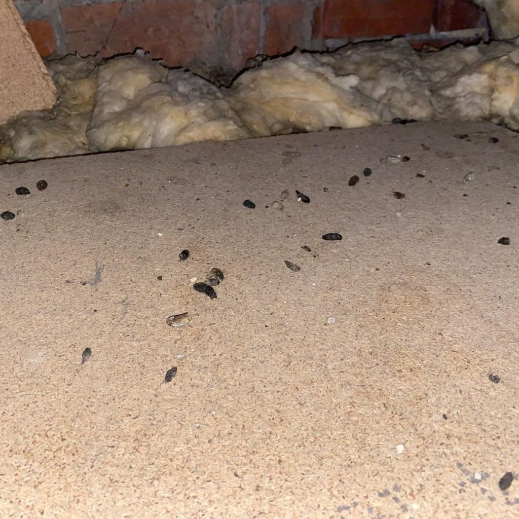 Rat droppings in a loft