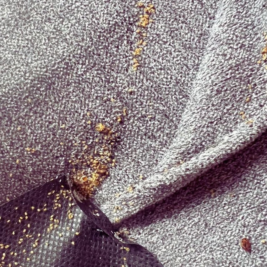 Bed bugs on a grey towel 