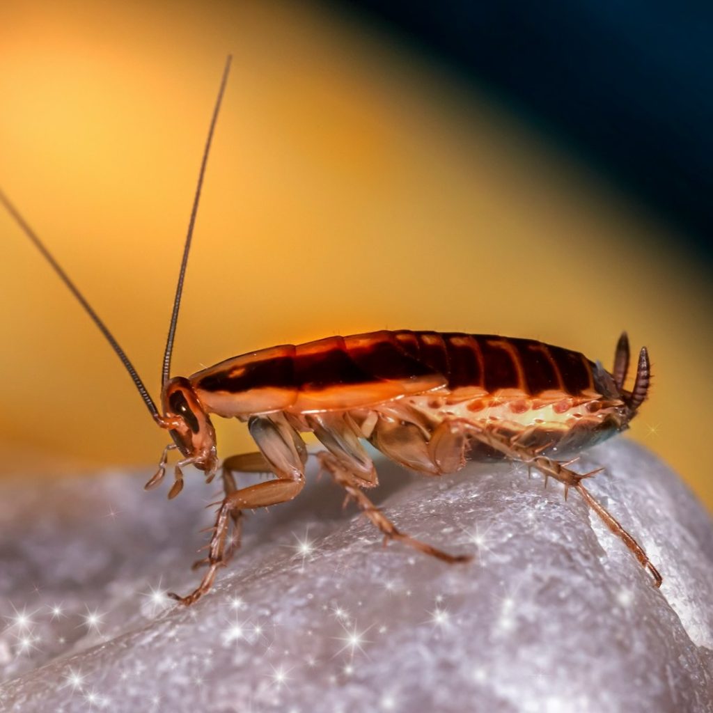 German cockroach
