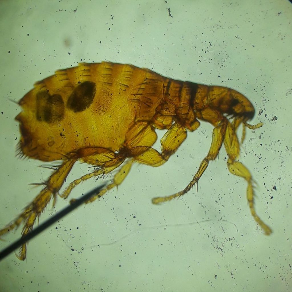 Image of a flea