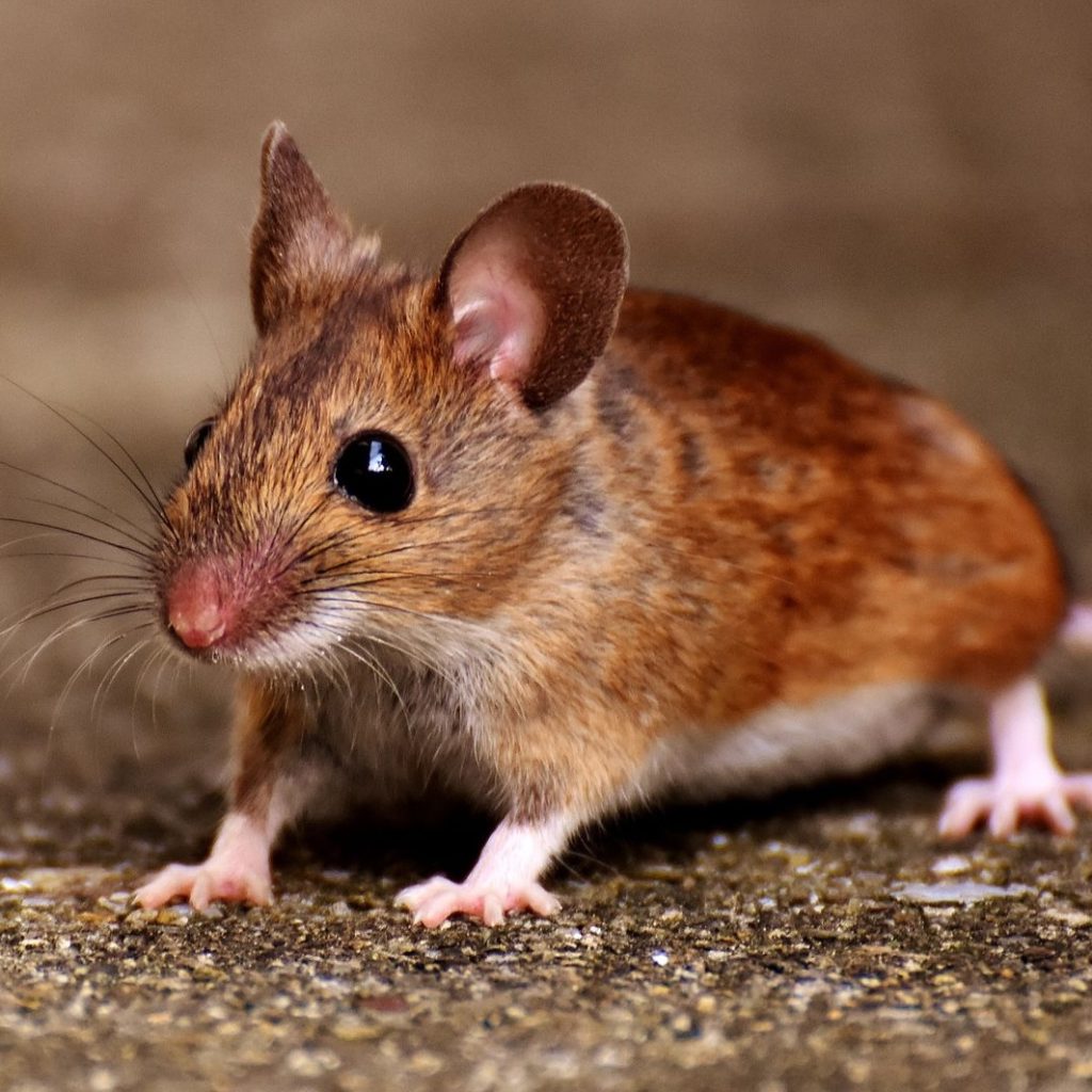 An image of a mouse