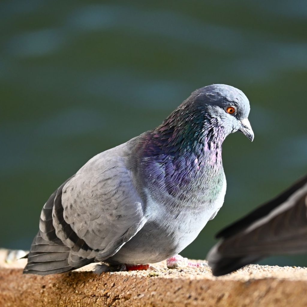 A pigeon on a ledge