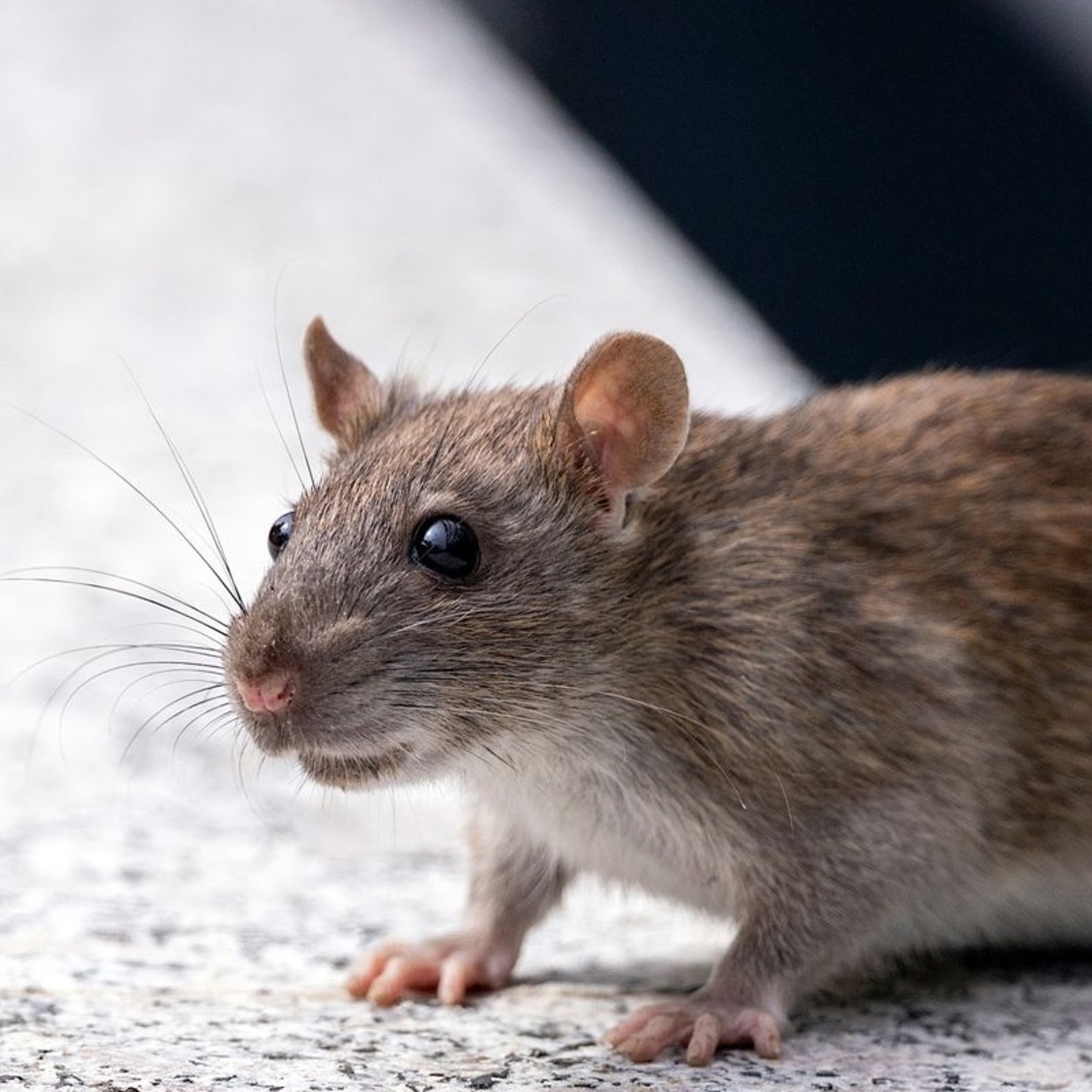 A brown rat on the ground