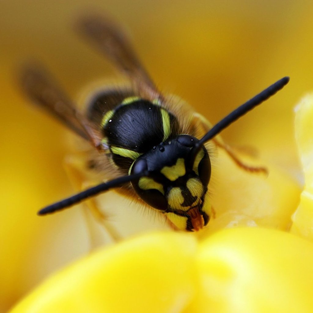 A wasp on a yellow flower